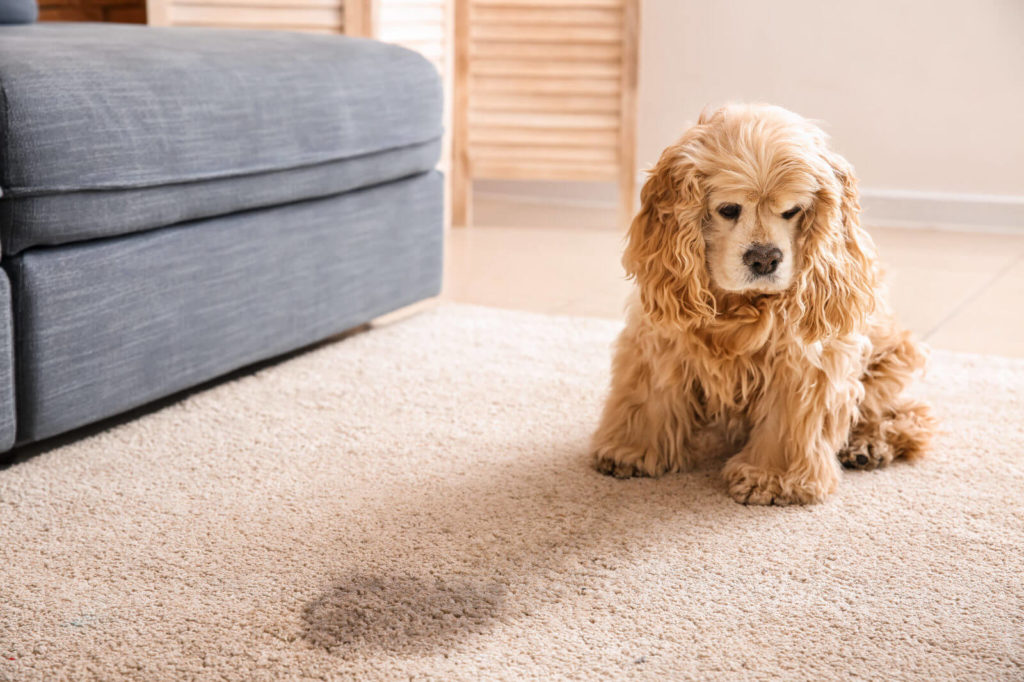 Health Issues caused by dirty carpets
