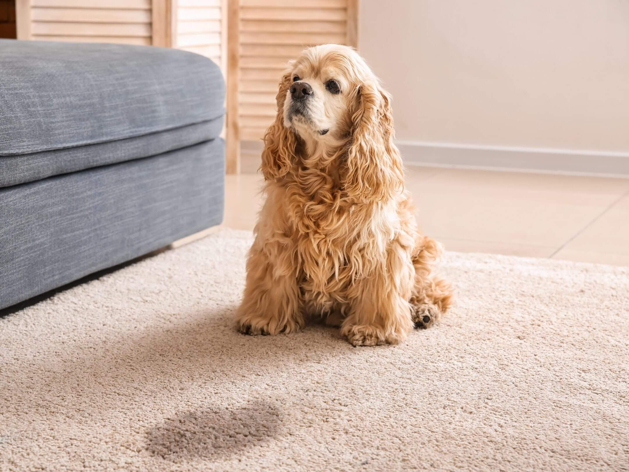 Treating Pet Stains on Carpet