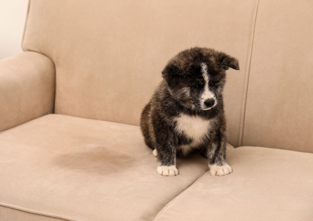 How to Remove Pet Stains & Odors from Carpet & Furniture